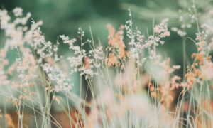 Header_2000x1200_Gras