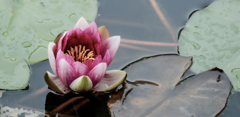 Seerose©Trauerkompass, Sabine Thelen