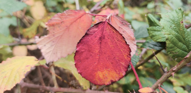 Trauerspaziergang©Trauerkompass, Rebecca Schumacher 768x375 (3)