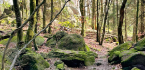 Trauerspaziergang©Trauerkompass, Claudia Hahn 768x375 (2)