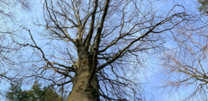 Trauerspaziergang©Trauerkompass, Claudia Hahn 768x375 (2)